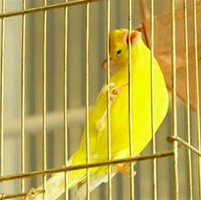 stock-footage-yellow-bird-in-a-cage
