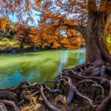 Intricate Intertwined Gnarly Cypress Tree Roots with Beautiful Fall Foliage on the Banks of the Guadalupe River at Guadalupe State Park, Texas