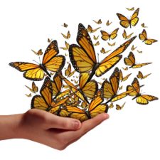 Hope and freedom concept as a human hand releasing a group of butterflies as a symbol for educationcommunication and spreading ideas with social marketing isolated on a white background.