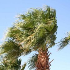Palm tree under a strong wind in the resort in Egypt