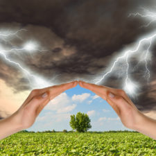 Two hands preserve a green tree against a thunder-storm. Concept of preservation of the nature